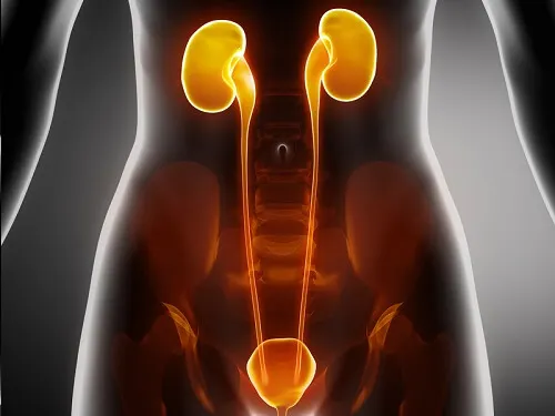 riñones e infecciones de las vías urinarias