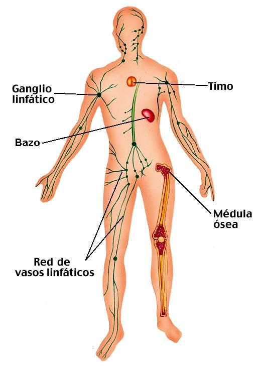 sistema linfático