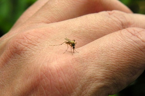 Todo lo que deberías saber sobre las picaduras de mosquito