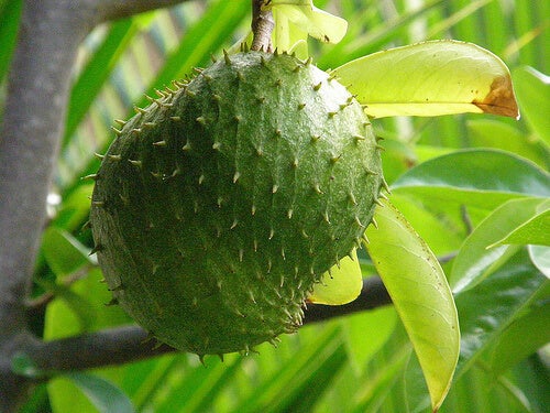 Fruto de guanábana en el árbol.