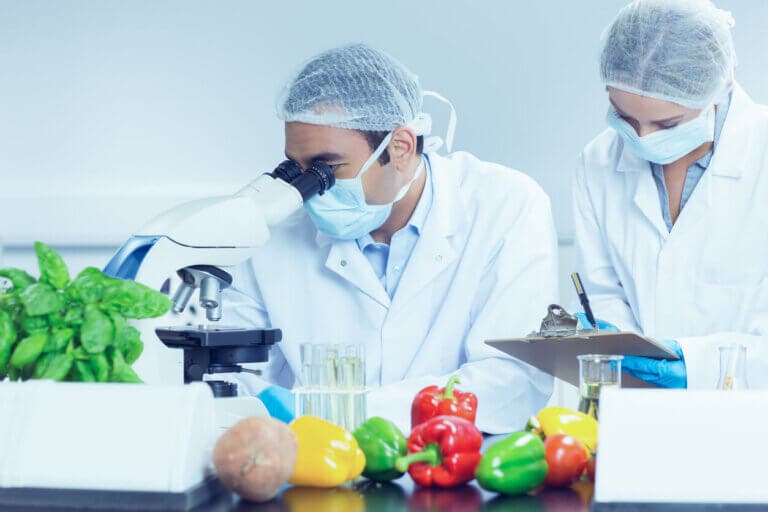Cuáles son los peligros de los alimentos transgénicos