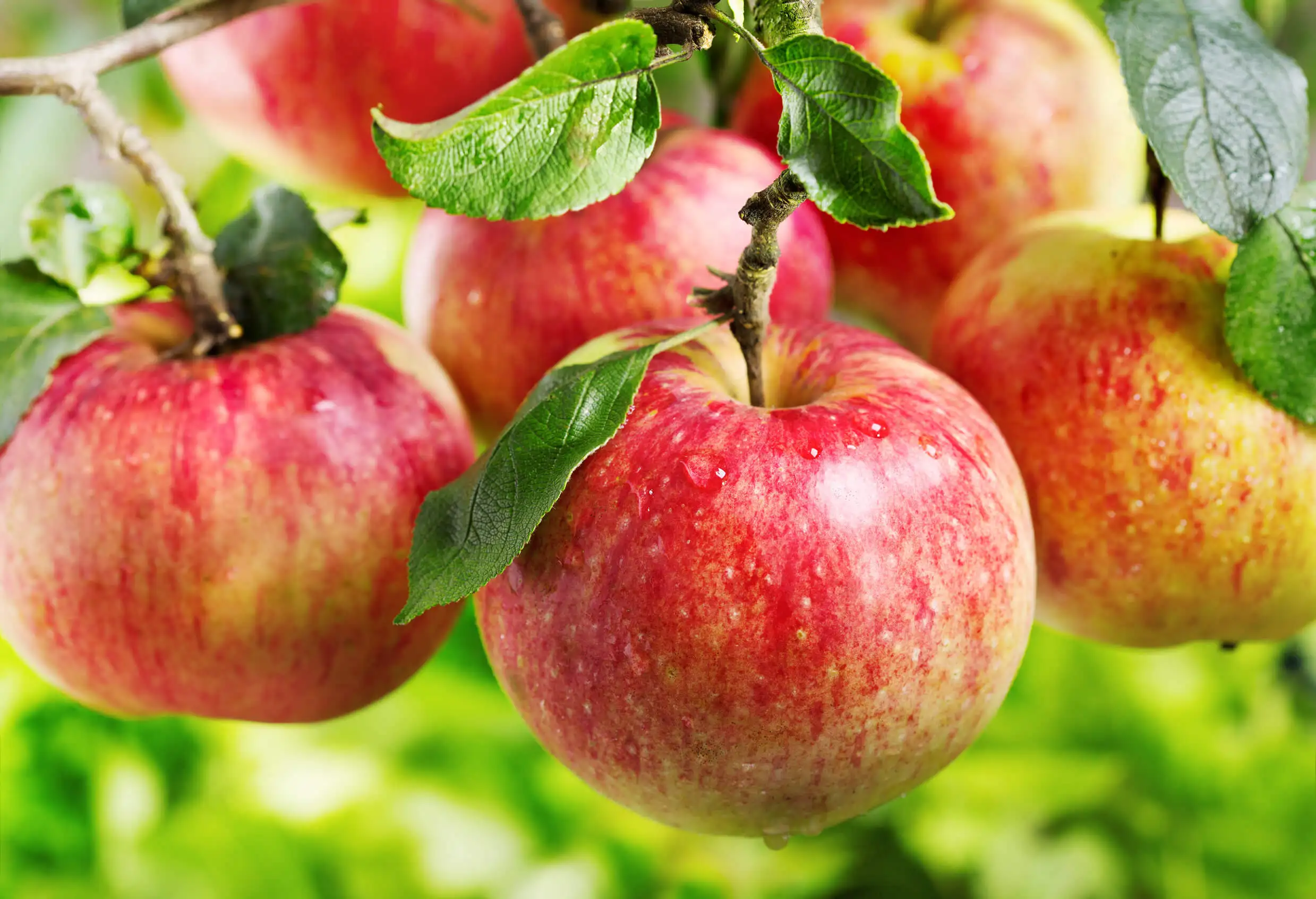 Manzanas con pectina.