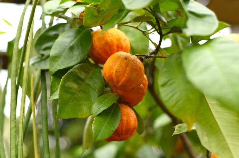 Usos y beneficios de la naranja amarga