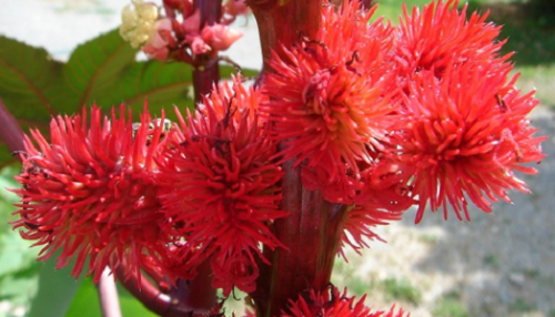 aceite de ricino