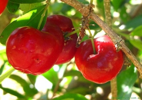 fresas contienen altos niveles de vitamina c