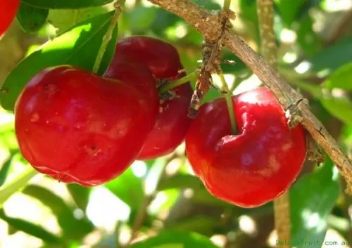 fresas contienen altos niveles de vitamina c