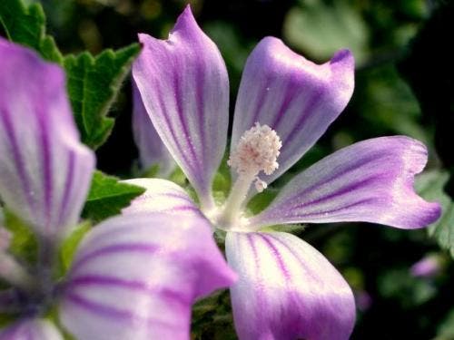 flor de harpagofito