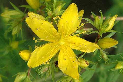 flor de hipérico