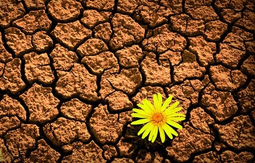 Resiliencia, capacidad para afrontar las adversidades