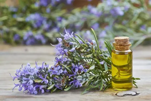 Aceite de romero para el crecimiento del cabello