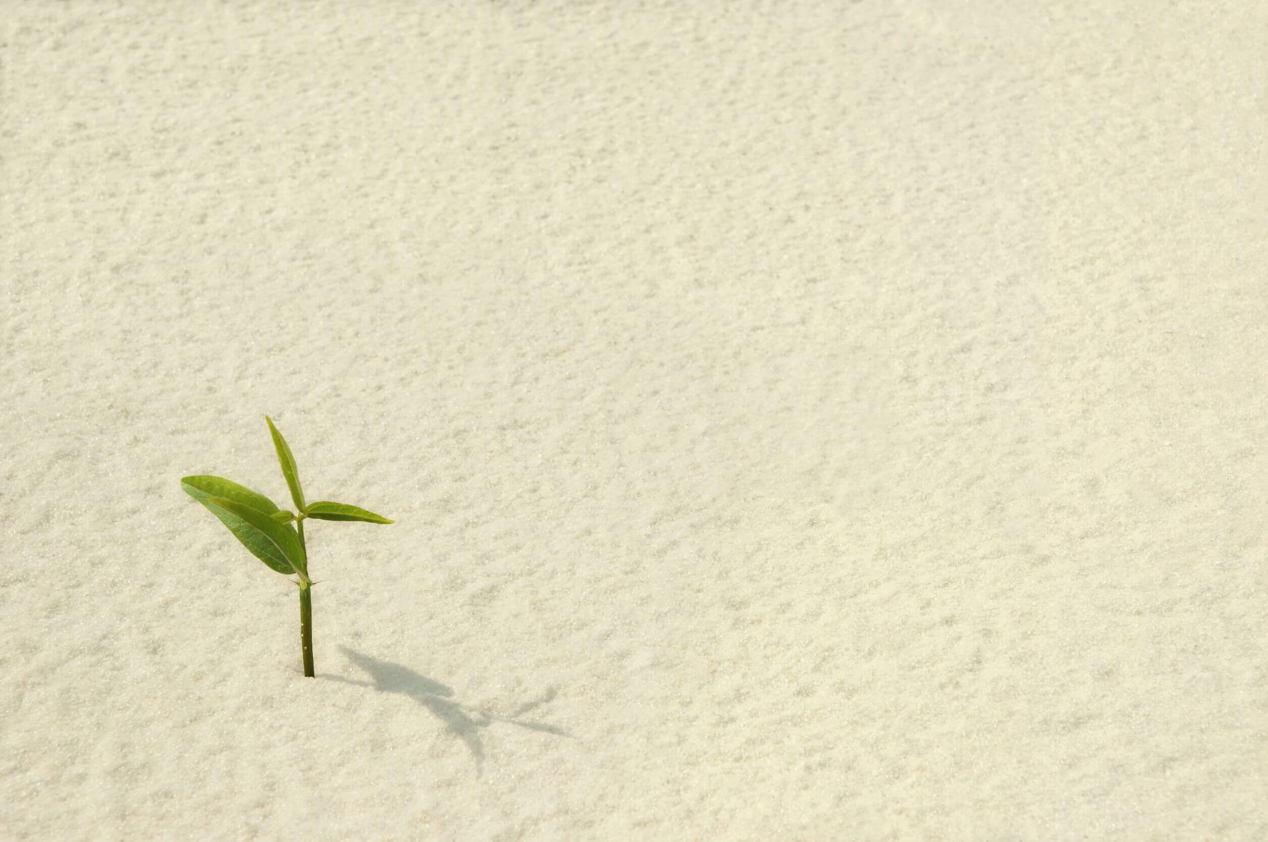 La resiliencia debe cultivarse.