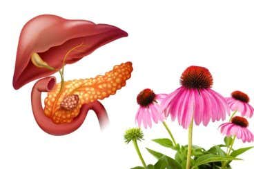 7 plantas medicinales para el páncreas