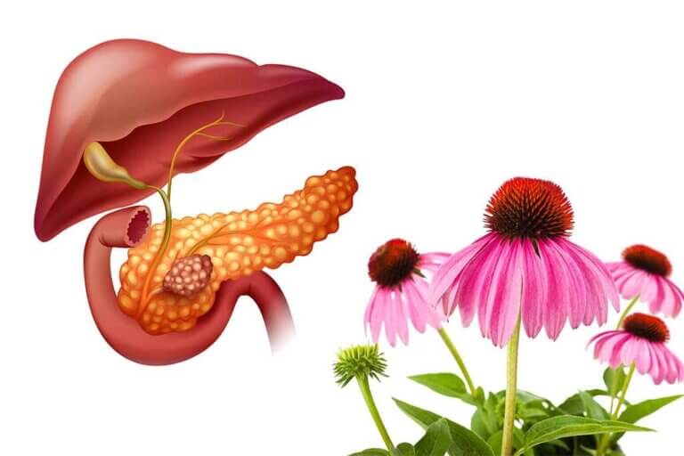 Hierbas medicinales para el páncreas