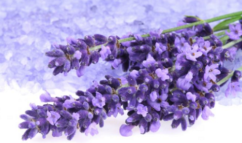 Flores de lavanda 