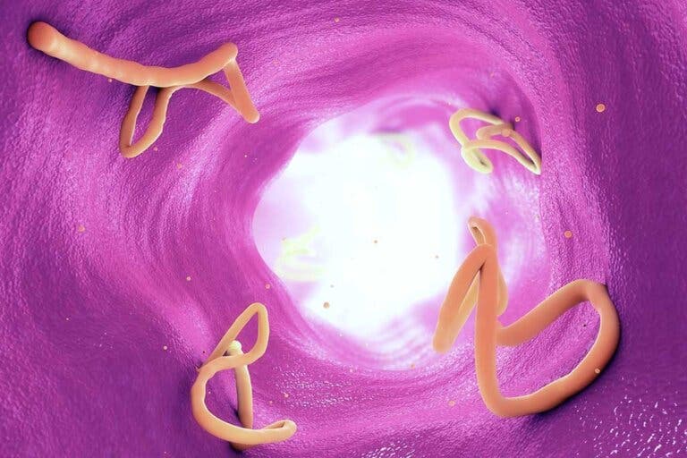 Parásitos gastrointestinales: qué son y qué provocan