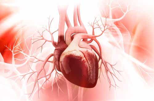 Sistema cardiovascular.
