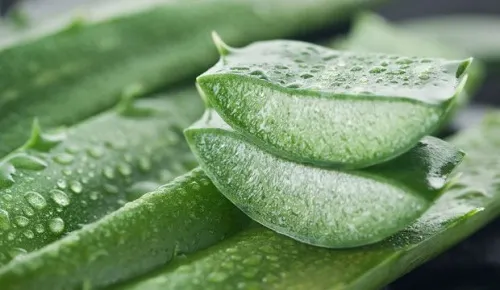 Aloe-vera-para-las-hemorroides
