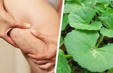 Las propiedades anticelulíticas de la centella asiática