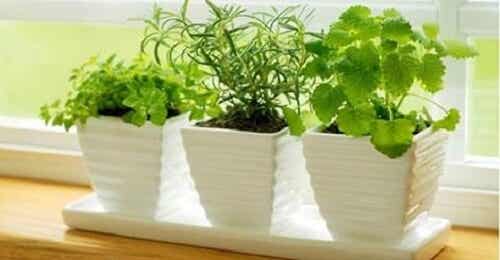 8 hierbas medicinales que puedes plantar en casa