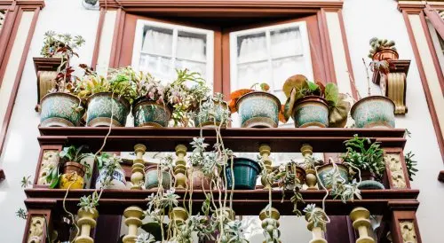 plantas energías positivas