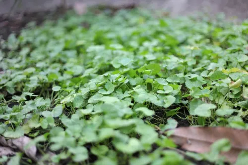 Centella asiática