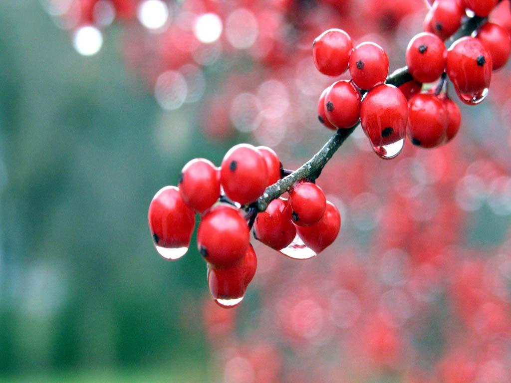 Guaraná.