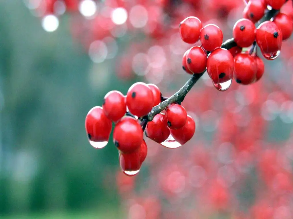 Guaraná.