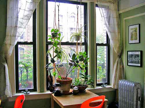 Tener plantas purificadoras en casa ayuda a limpiar el aire.
