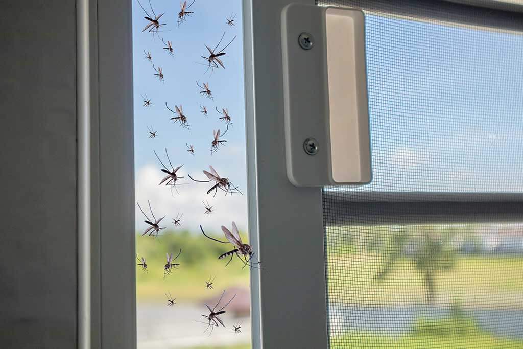 Mosquitos entran a una casa sin citronela.