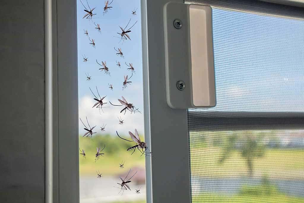 Les moustiques entrent dans une maison sans citronnelle.