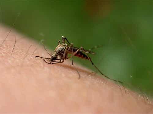 7 formas efectivas de prevenir las infecciones de picaduras de insectos