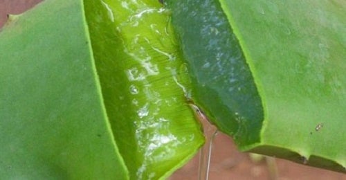 ¿Cómo combatir las manchas en la piel de forma natural?