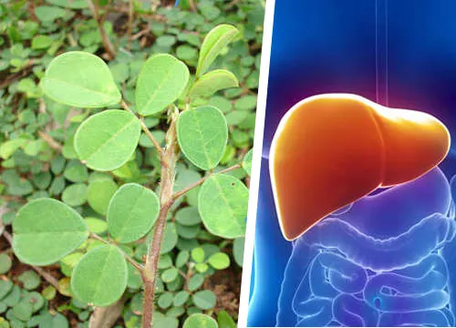 Conoce la planta que ayuda al hígado a regenerarse