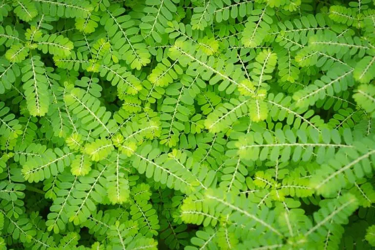 La hierba rompepiedras disuelve cálculos renales