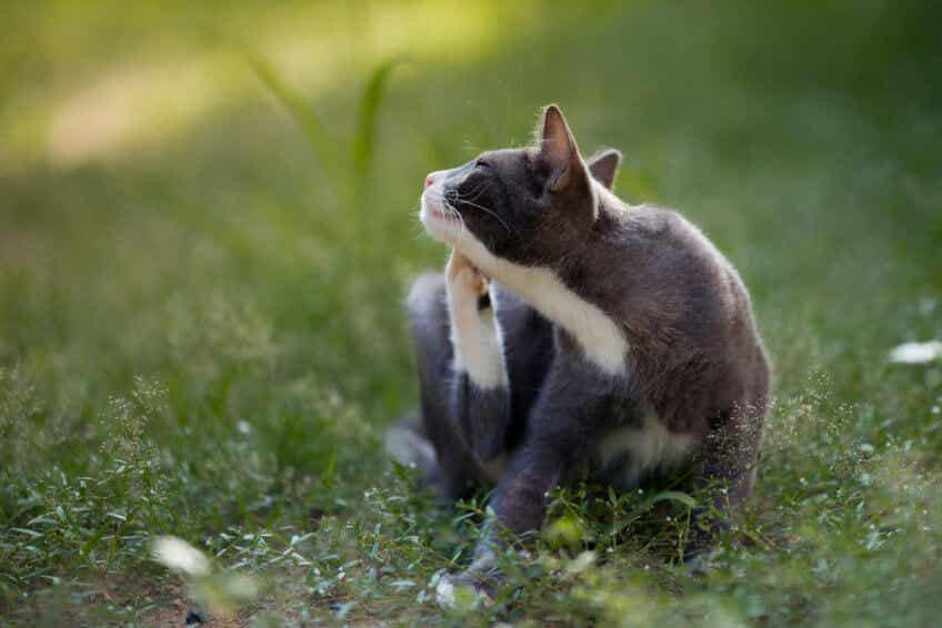 kot z ukąszeniami pcheł