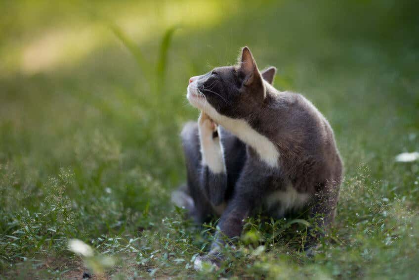 en katt med loppbett