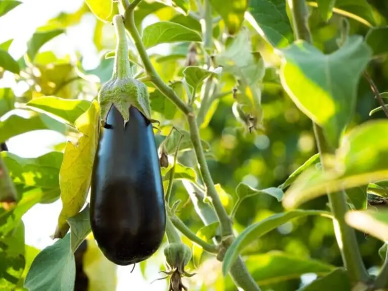 Propiedades de la berenjena para bajar la grasa abdominal