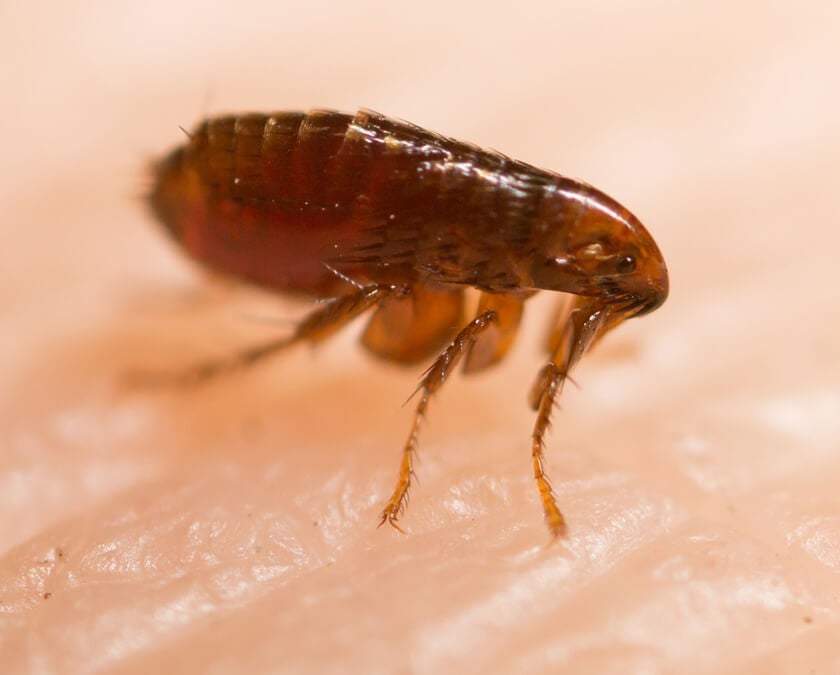 ¿Cómo prevenir la picadura de pulga?