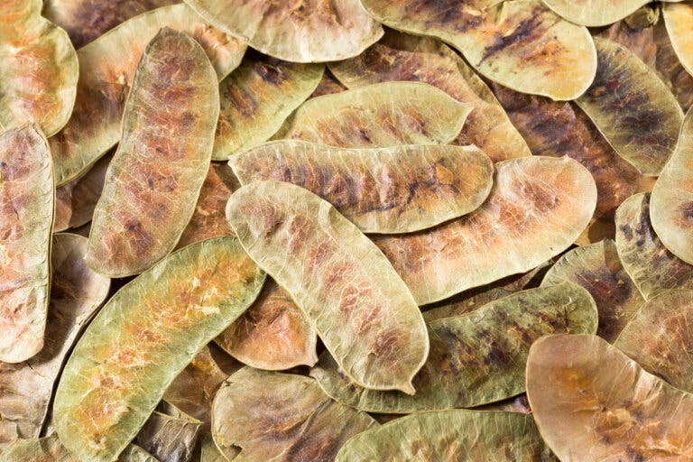 Sen, uno de los laxantes naturales más efectivos contra el estreñimiento