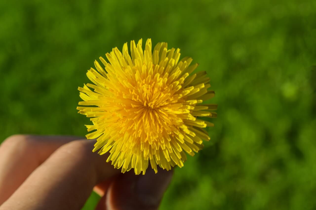 Diente de león, un remedio para desintoxicar tu cuerpo naturalmente.