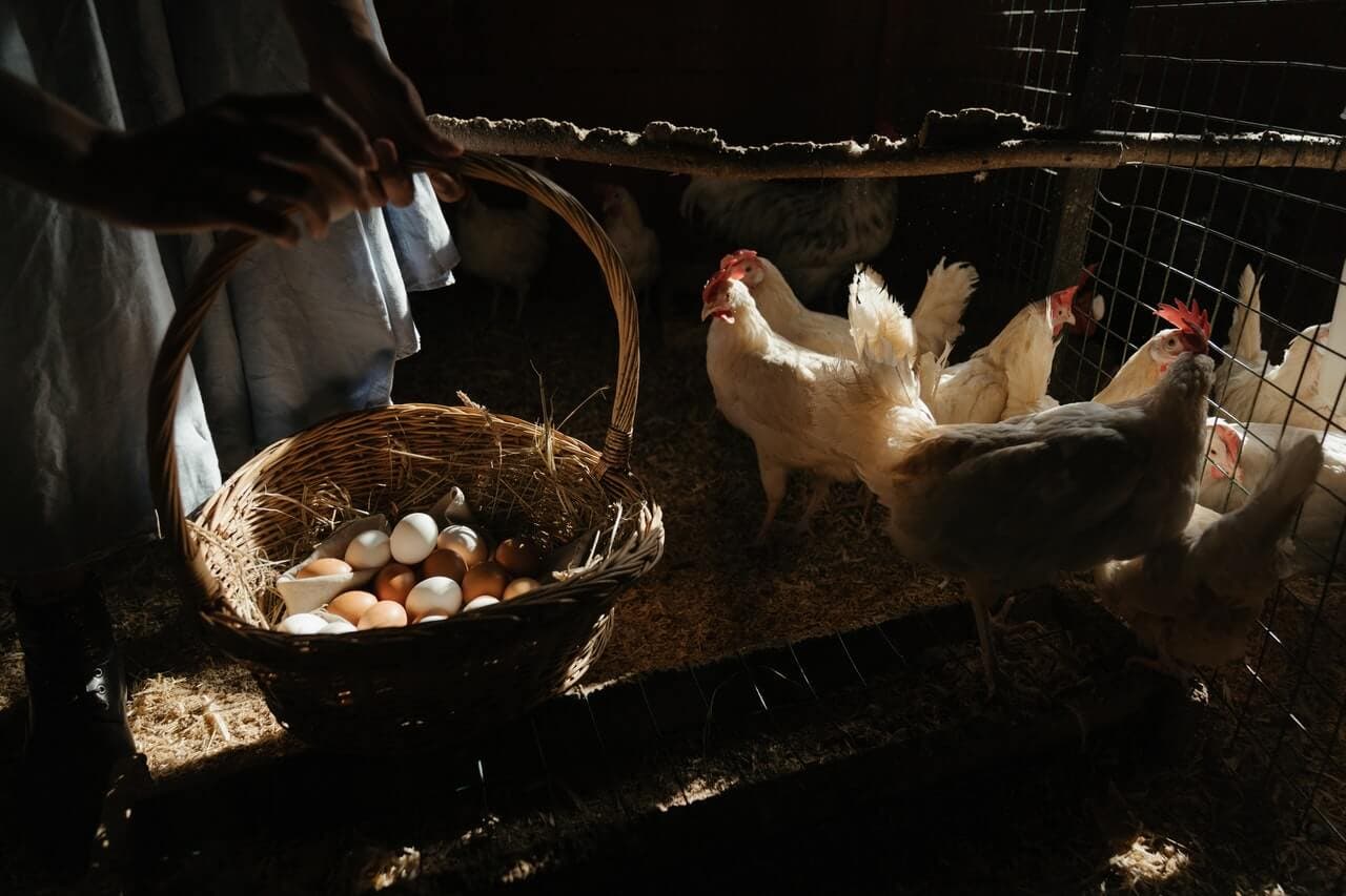 Gallina ponedora de huevos en un corral.