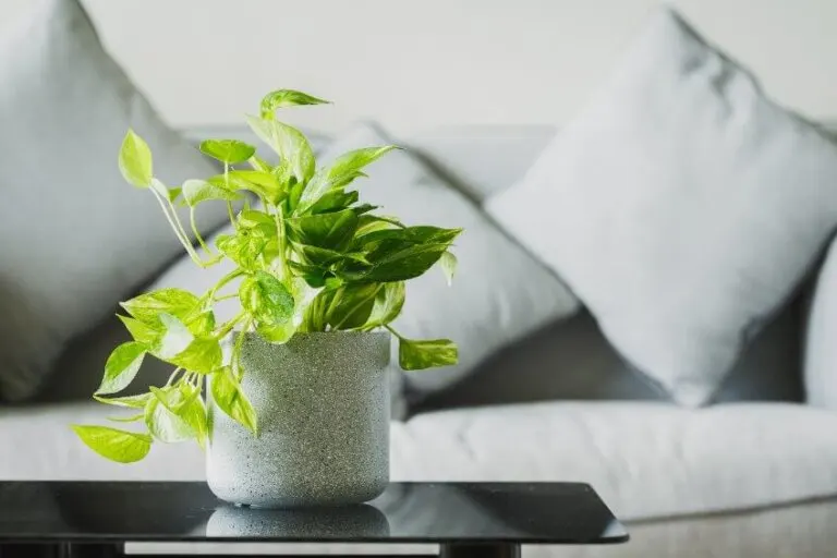 Mantén limpio el aire de tu casa con el potus