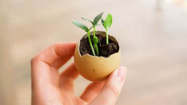 Aprovecha las cáscaras de huevo: 5 usos fáciles para tu casa y jardín