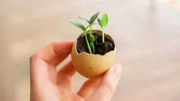 Aprovecha las cáscaras de huevo: 5 usos fáciles para tu casa y jardín