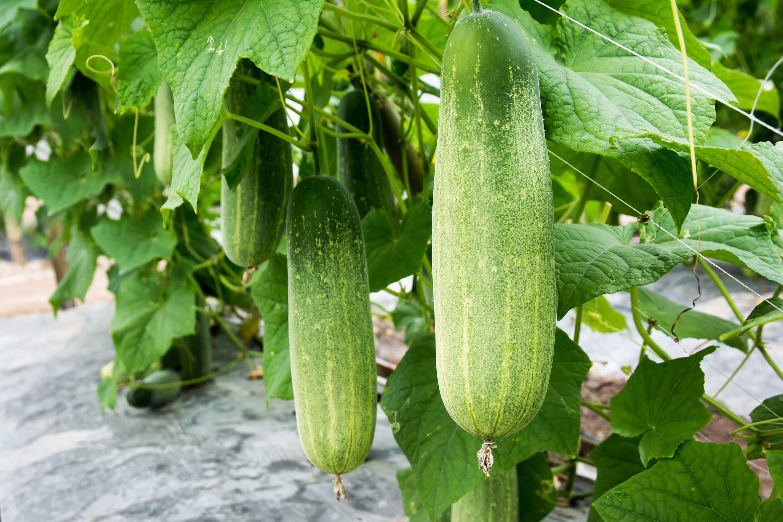 Las frutas y vegetales son deliciosas.