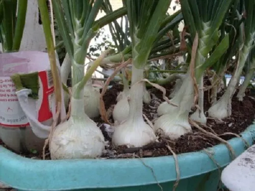 Cómo cosechar nuestras propias cebollas en casa