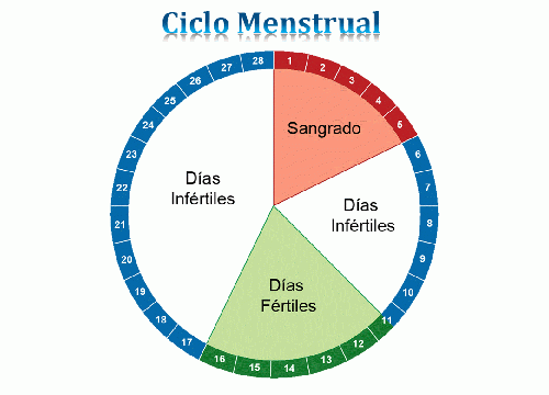 Representación del círculo menstrual