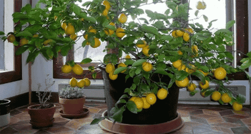 Cómo hacer crecer un árbol de limón desde la semilla en casa