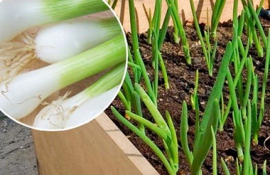 Cómo cultivar cebollines en la cocina de tu casa