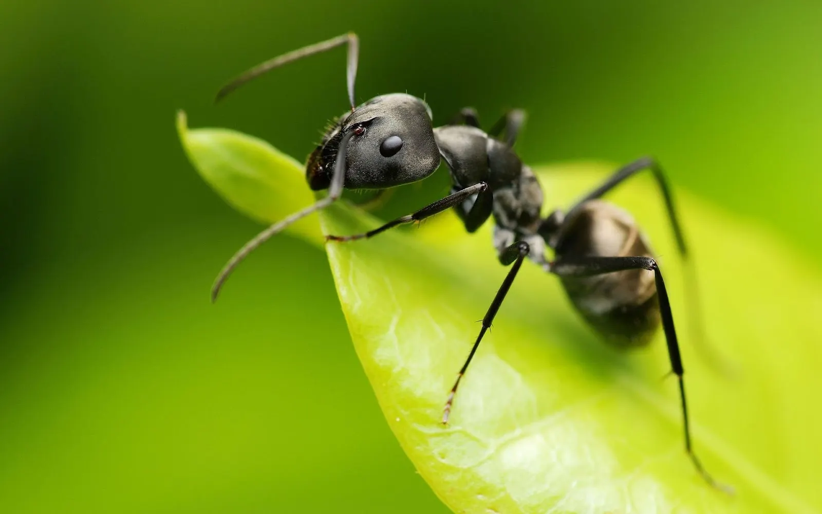 Hormiga como plaga de una planta.